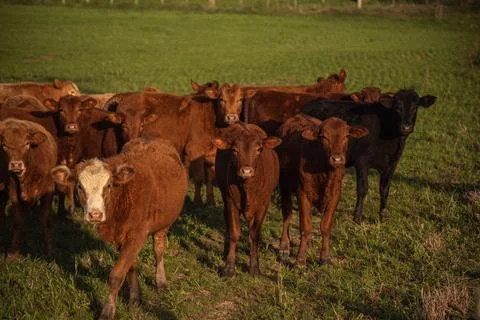 Farm animals of the "devon" breed Stock Photos