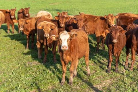 Farm animals of the "devon" breed Stock Photos