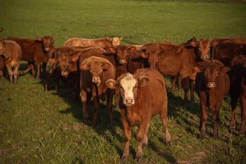 Farm animals of the "devon" breed Stock Photos