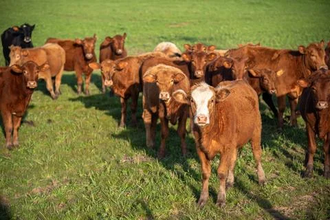 Farm animals of the "devon" breed Stock Photos