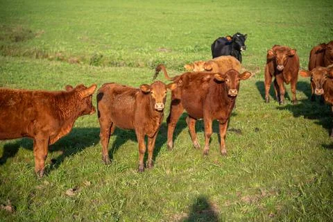 Farm animals of the "devon" breed Stock Photos