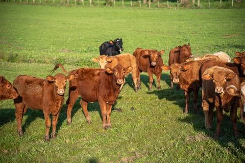 Farm animals of the "devon" breed Stock Photos