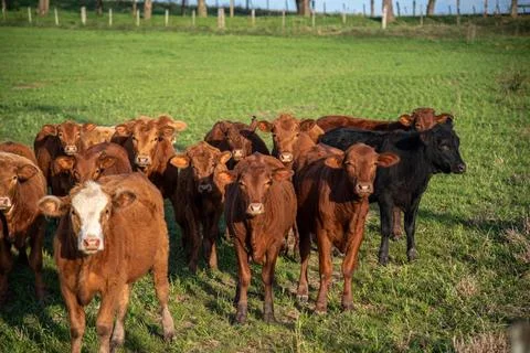 Farm animals of the "devon" breed Stock Photos