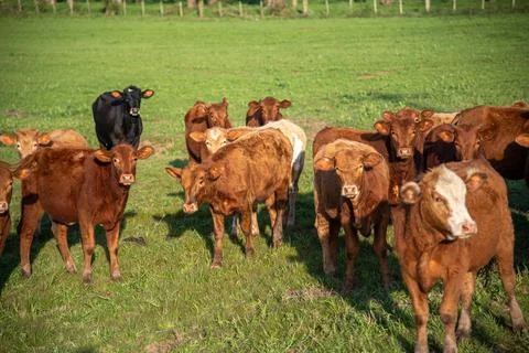 Farm animals of the "devon" breed Stock Photos