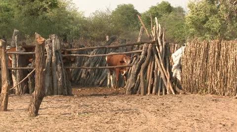 Farm Animals Video stock 10591956