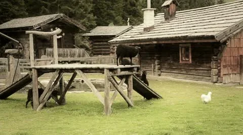 Farm with animals Stock Footage 20489540