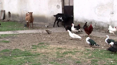 Farm animals Vidéo 35761021