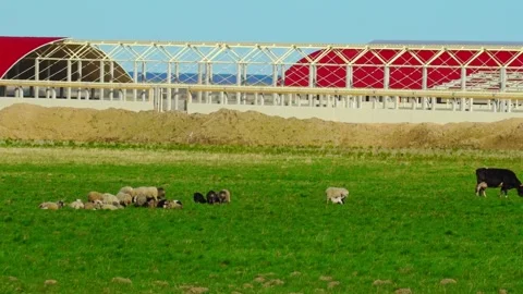 Farm animals graze in open field near construction site on sunny day Stock Footage 337524990