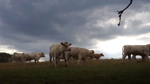 Farm animals here cows in a field Stock Footage
