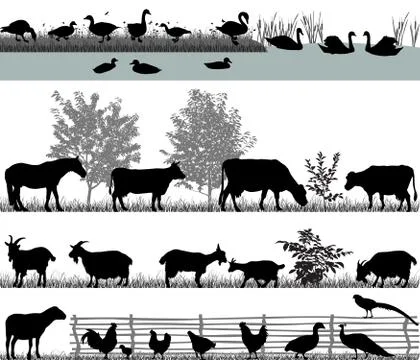 Farm animals Stock Illustration