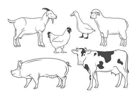 Farm Animals Illustrations Set Stock Illustration