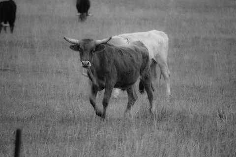 Farm Animals Stock Photos
