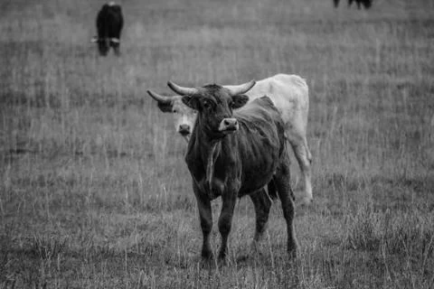 Farm Animals Stock Photos