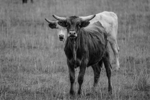 Farm Animals Stock Photos