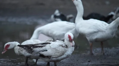 Farm animals at the pond Stock Footage 53810369
