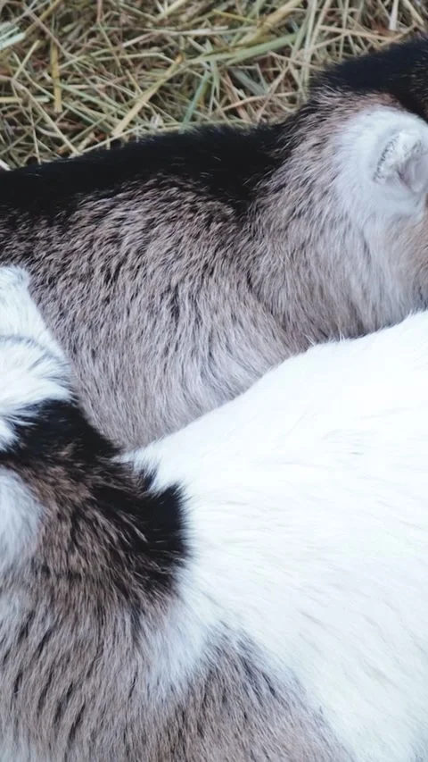 Farm animals resting on a stack of dry hay, ideal for rural or countryside-.. Stock Footage 344157542