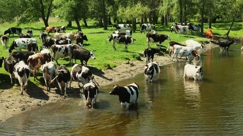 Farm animals on river Stock Footage 75995599