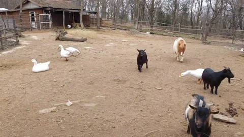Farm Animals Video Video stock 265027707