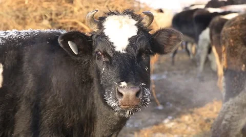 Farm animals in winter 스톡 동영상 60942382