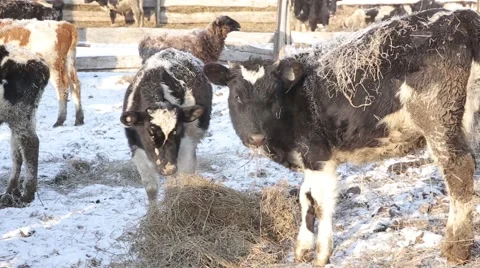 Farm animals in winter Stock Footage 60942386
