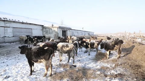 Farm animals in winter 스톡 동영상 60942387