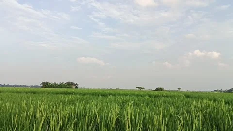 Farm atmosphere Stock Footage 235591627