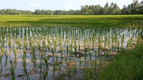 Farm atmosphere. Stock Footage 239734503