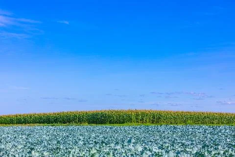 Farm background with corn field Stock Photos