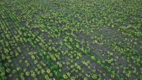 Farm Background Texture 4 K Aerial View 4K Stock Footage 221949317