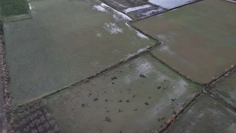 Farm Background Texture 4 K Aerial View 4K Stock Footage 221949323