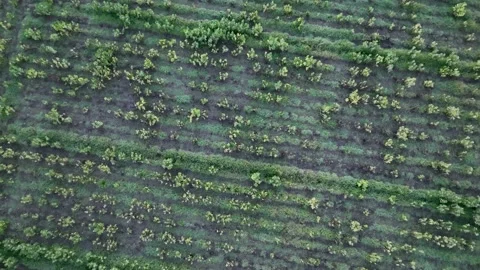Farm Background Texture 4 K Aerial View 4K Vidéo 221949432