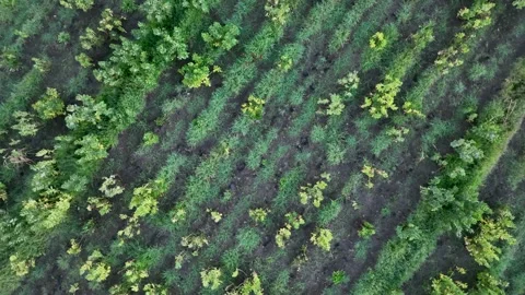 Farm Background Texture 4 K Aerial View 4K Stock Footage 221949488