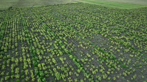 Farm Background Texture 4 K Aerial View 4K Stock Footage 221949832