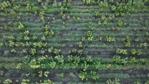 Farm Background Texture 4 K Aerial View 4K Stock Footage 221949864