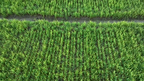 Farm Background Texture 4 K Aerial View 4K Stock Footage 221950080