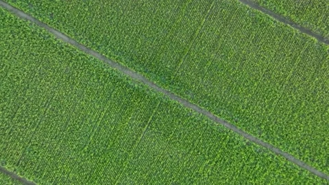Farm Background Texture 4 K Aerial View 4K Stock Footage 221950116