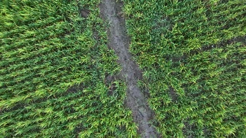 Farm Background Texture 4 K Aerial View 4K Stock Footage 221950284