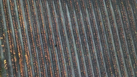 Farm Background Texture 4 K Aerial View 4K Stock Footage 221952404