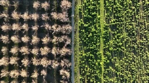 Farm Background Texture 4 K Aerial View 4K Stock-Footage 221954451