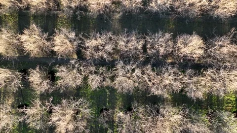 Farm Background Texture 4 K Aerial View 4K Stock Footage 221954586