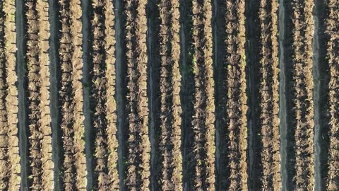 Farm Background Texture 4 K Aerial View 4K Stock Footage 221954759