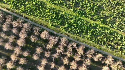 Farm Background Texture 4 K Aerial View 4K Stock Footage 221955005