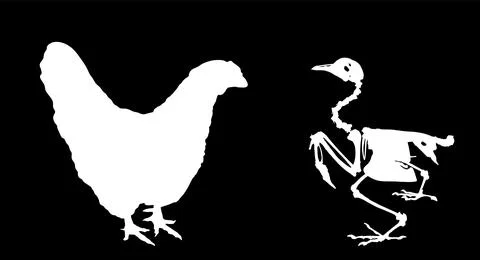 Farm bird chicken skeleton vector silhouette illustration Stock Illustration