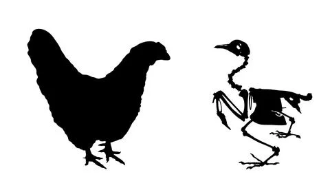 Farm bird chicken skeleton vector silhouette illustration Stock Illustration