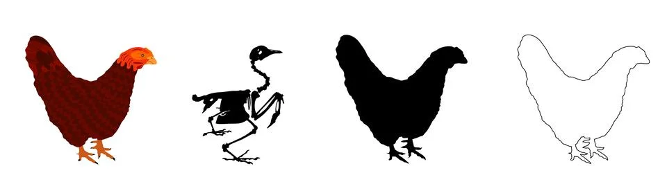 Farm bird chicken skeleton vector silhouette illustration Stock Illustration