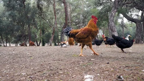 Farm birds 2 Video stock 104953741