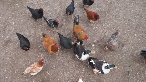 Farm birds 4 Video stock 105007536