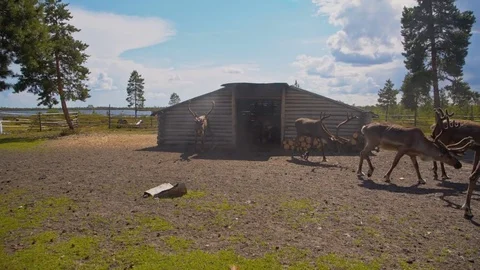 On the farm for the breeding of deer Stock Footage 82756282