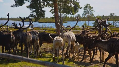 On the farm for the breeding of deer Stock Footage 82756286