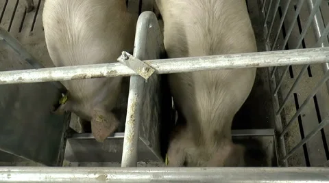 Farm for breeding pigs. Stock Footage 49456513